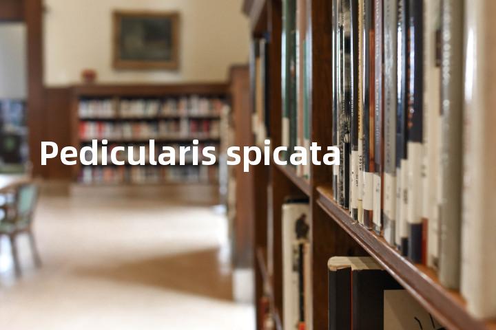 Pedicularis spicata单词图解，单词释义场景配图
