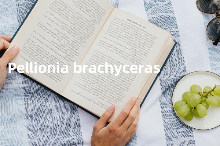 Pellionia brachyceras单词图解，单词释义场景配图