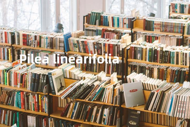 Pilea linearifolia单词图解，单词释义场景配图