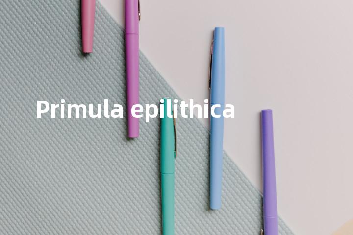 Primula epilithica单词图解，单词释义场景配图