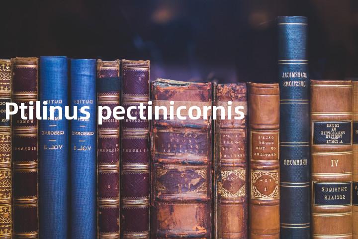 Ptilinus pectinicornis单词图解，单词释义场景配图