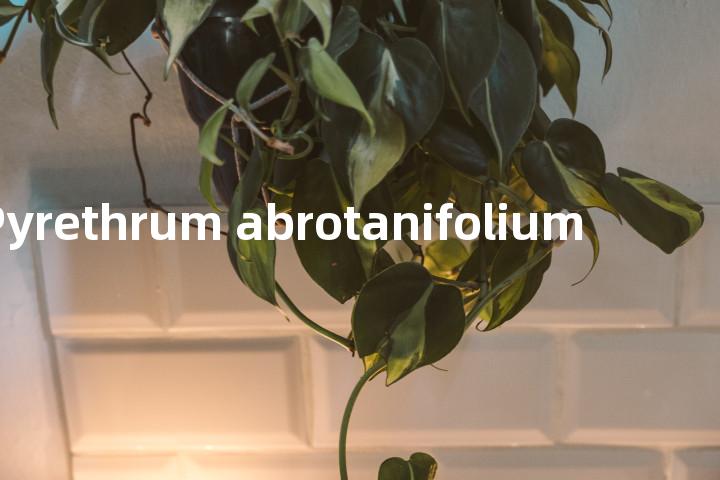 Pyrethrum abrotanifolium单词图解，单词释义场景配图