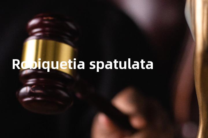 Robiquetia spatulata单词图解，单词释义场景配图