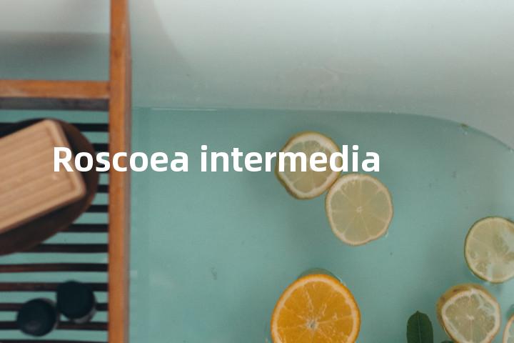 Roscoea intermedia单词图解，单词释义场景配图