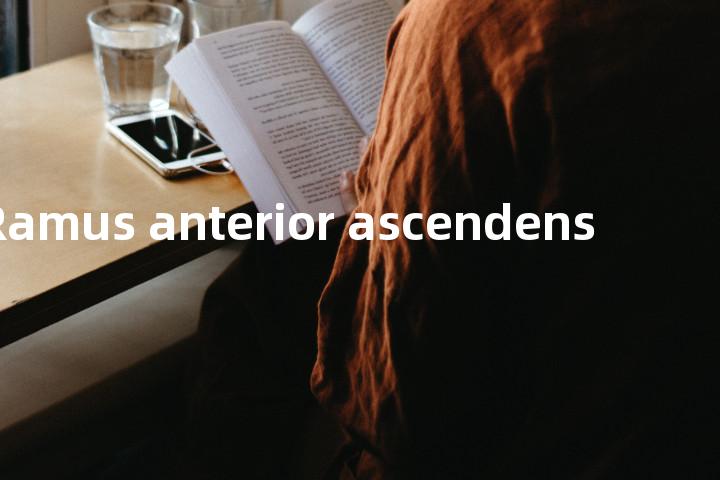 Ramus anterior ascendens单词图解，单词释义场景配图