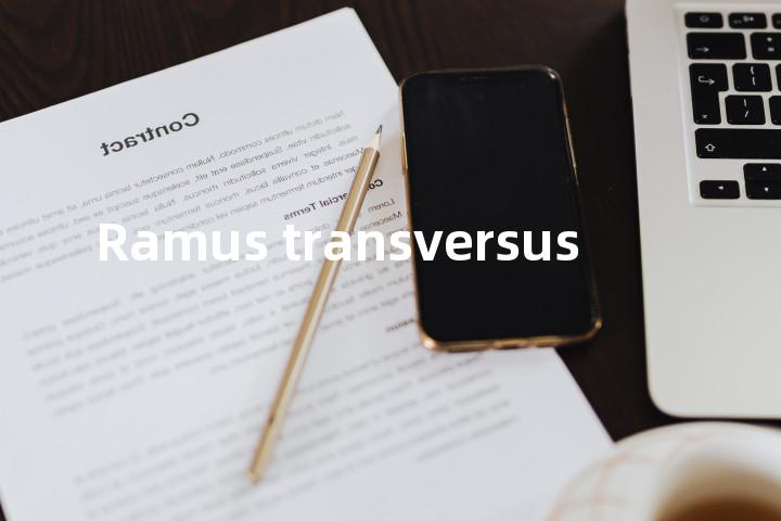 Ramus transversus单词图解，单词释义场景配图