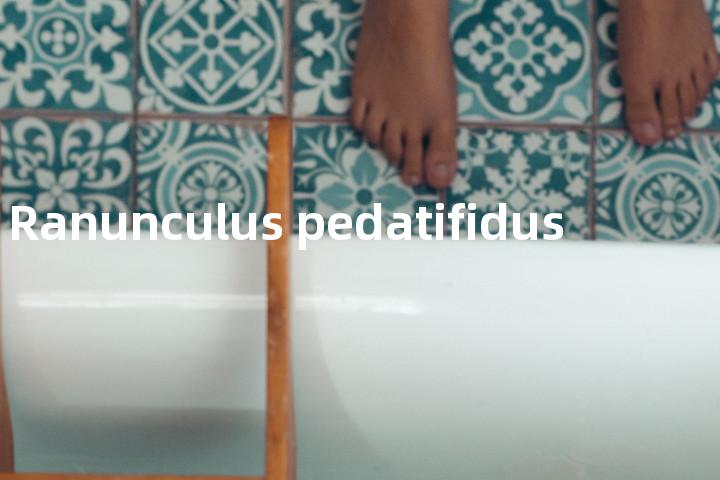 Ranunculus pedatifidus单词图解，单词释义场景配图