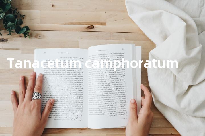 Tanacetum camphoratum单词图解，单词释义场景配图