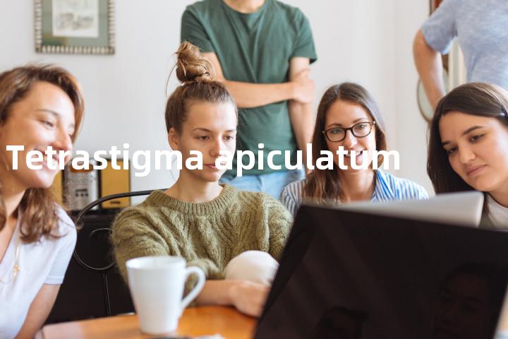 Tetrastigma apiculatum单词图解，单词释义场景配图