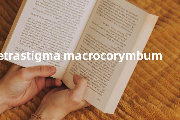 Tetrastigma macrocorymbum单词图解，单词释义场景配图