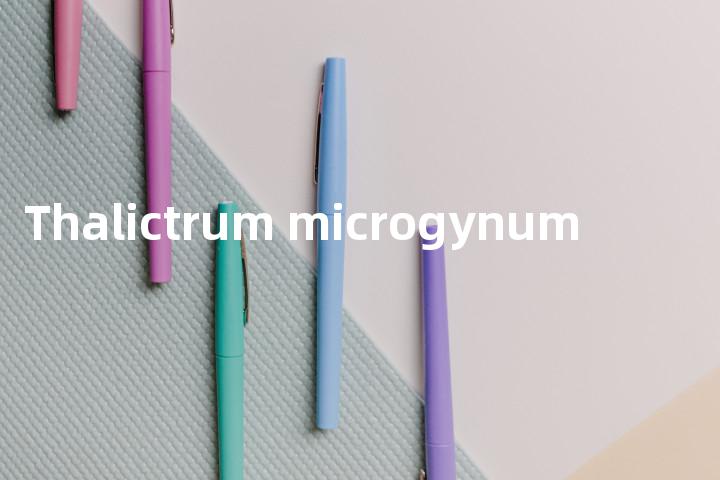 Thalictrum microgynum单词图解，单词释义场景配图
