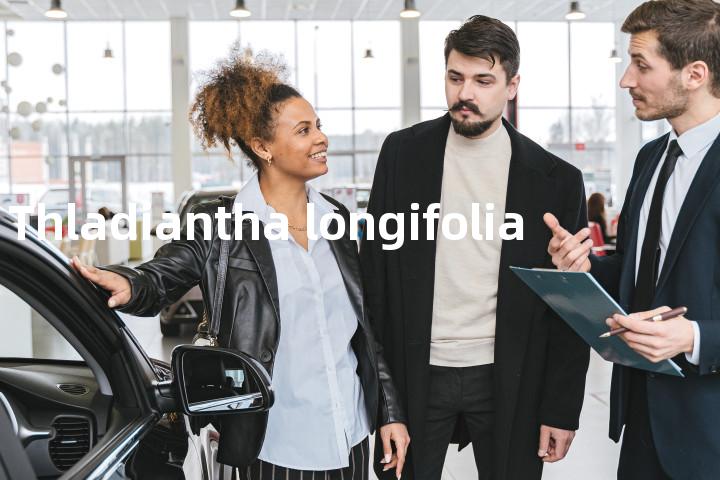 Thladiantha longifolia单词图解，单词释义场景配图
