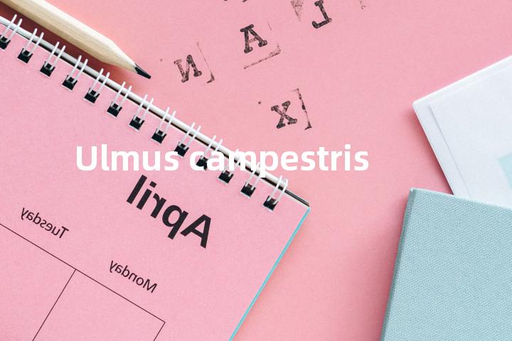Ulmus campestris单词图解，单词释义场景配图