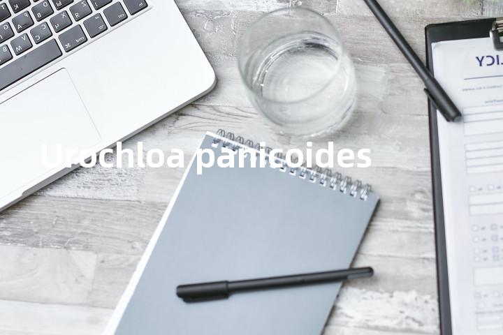 Urochloa panicoides单词图解，单词释义场景配图