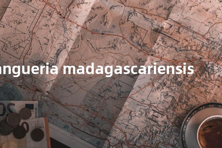 Vangueria madagascariensis单词图解，单词释义场景配图