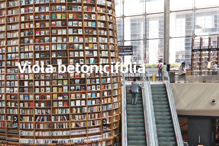 Viola betonicifolia单词图解，单词释义场景配图