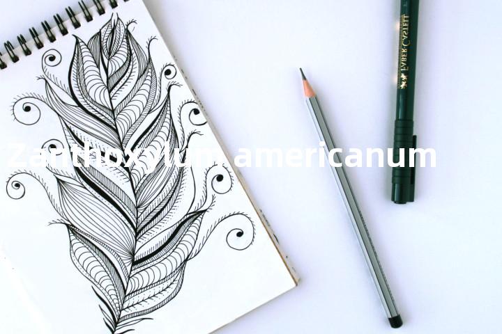 Zanthoxylum americanum单词图解，单词释义场景配图