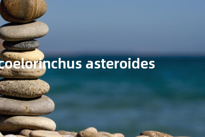 coelorinchus asteroides单词图解，单词释义场景配图