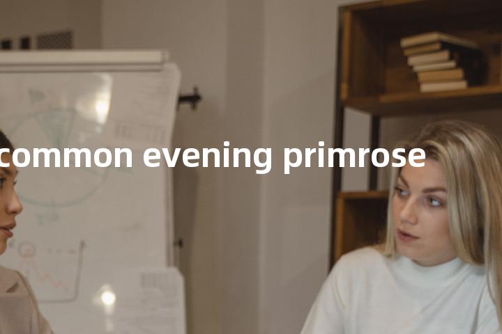 common evening primrose单词图解，单词释义场景配图