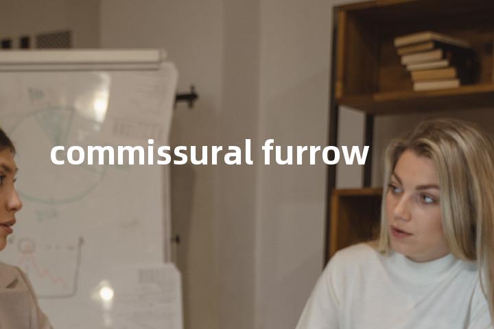 commissural furrow单词图解，单词释义场景配图