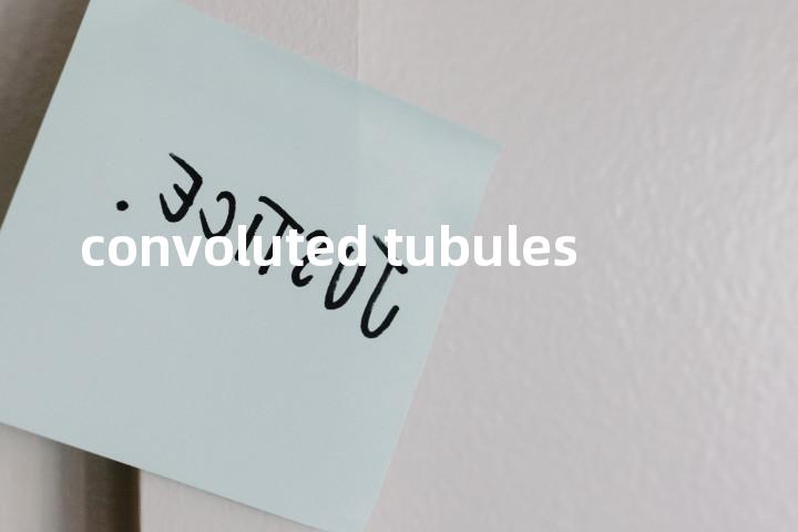 convoluted tubules单词图解，单词释义场景配图