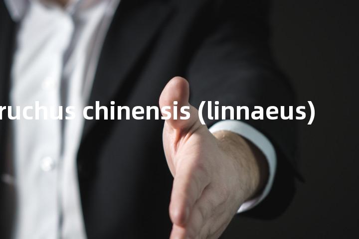 callosobruchus chinensis (linnaeus)单词图解，单词释义场景配图