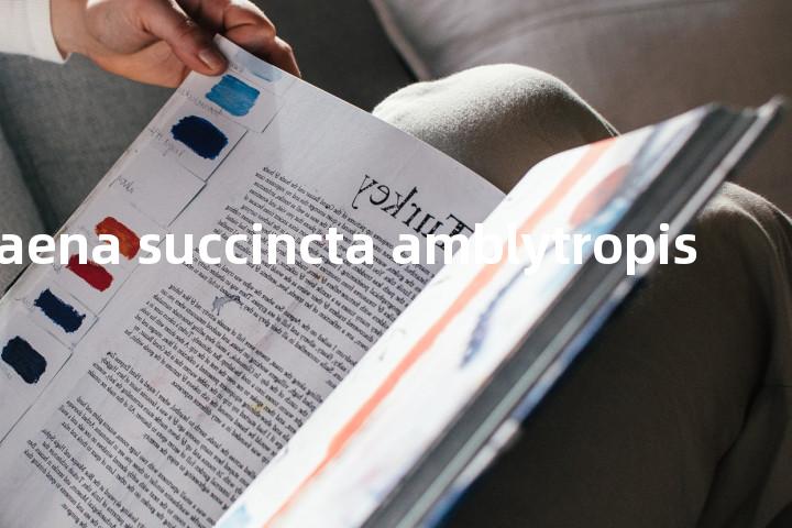 camaena succincta amblytropis单词图解，单词释义场景配图