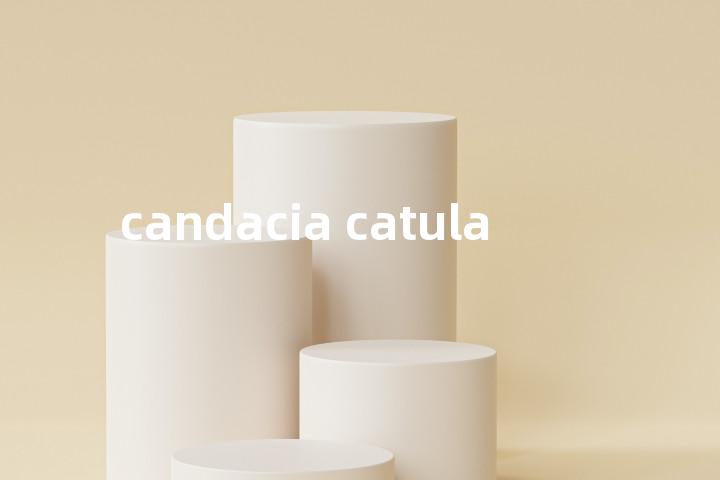 candacia catula单词图解，单词释义场景配图