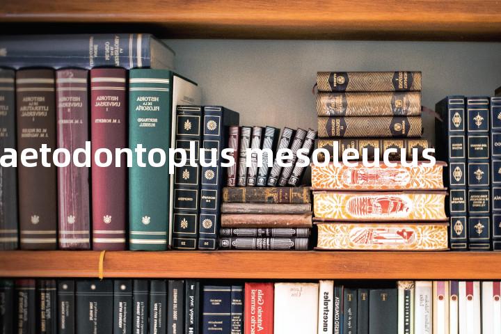 chaetodontoplus mesoleucus单词图解，单词释义场景配图