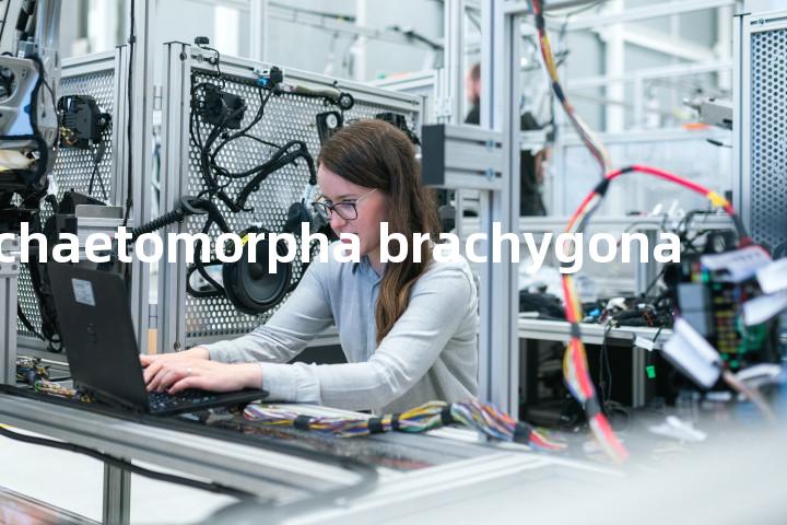 chaetomorpha brachygona单词图解，单词释义场景配图