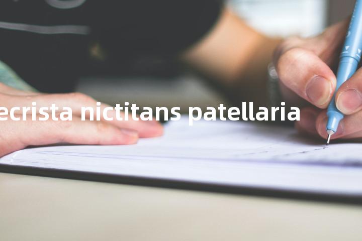 chamaecrista nictitans patellaria单词图解，单词释义场景配图