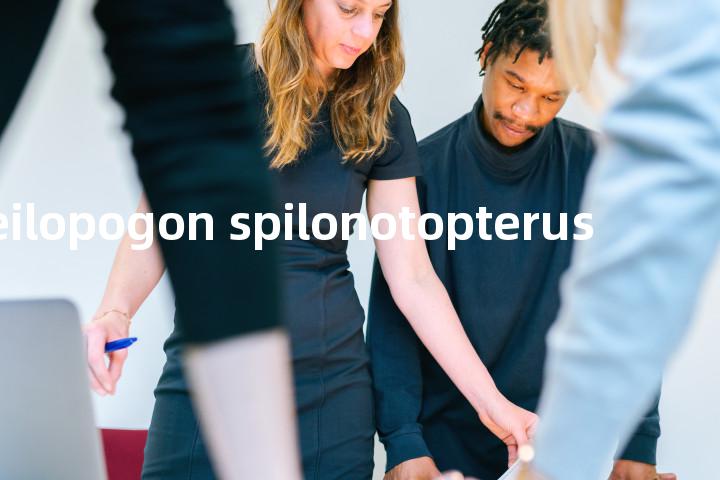 cheilopogon spilonotopterus单词图解，单词释义场景配图