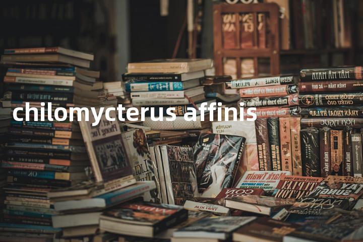 chilomycterus affinis单词图解，单词释义场景配图