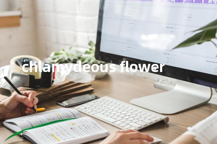 chlamydeous flower单词图解，单词释义场景配图