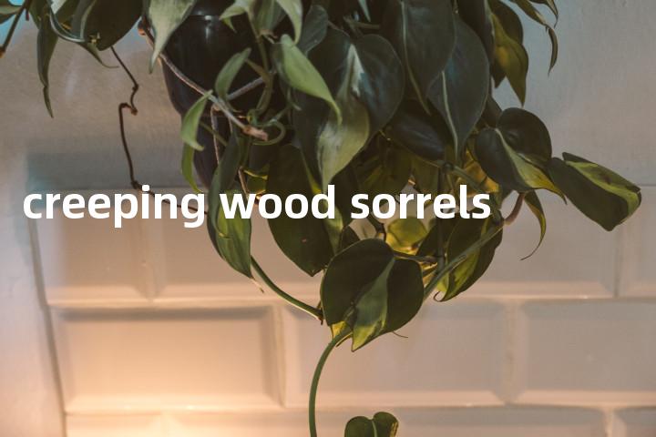 creeping wood sorrels单词图解，单词释义场景配图