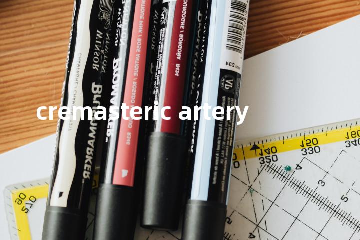 cremasteric artery单词图解，单词释义场景配图