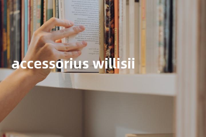 accessorius willisii单词图解，单词释义场景配图