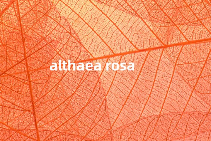 althaea rosa单词图解，单词释义场景配图