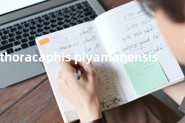 allothoracaphis piyamanensis单词图解，单词释义场景配图