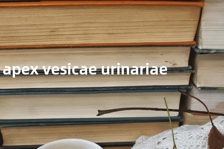 apex vesicae urinariae单词图解，单词释义场景配图