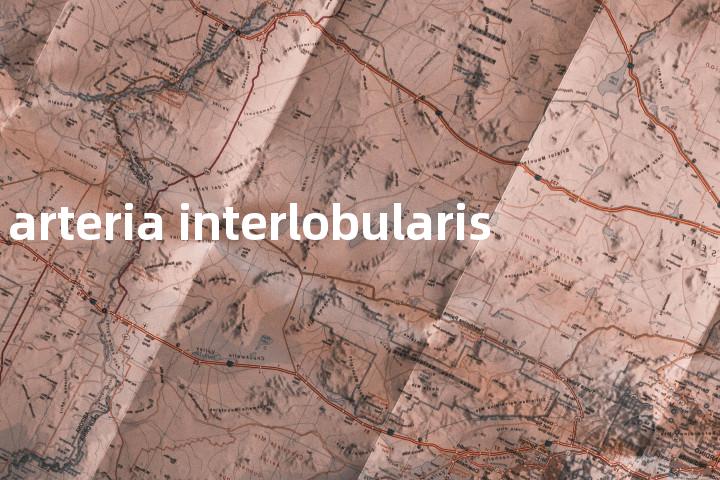 arteria interlobularis单词图解，单词释义场景配图