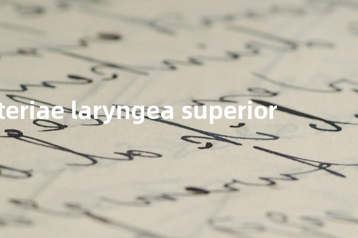 arteriae laryngea superior单词图解，单词释义场景配图