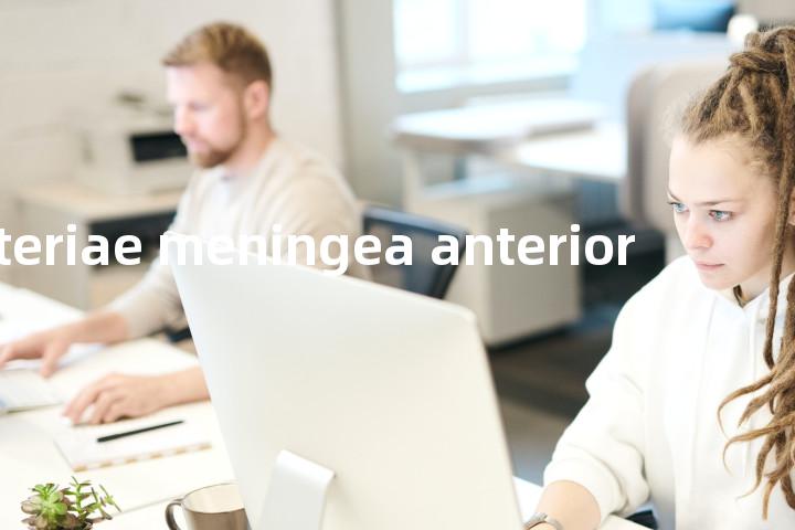 arteriae meningea anterior单词图解，单词释义场景配图
