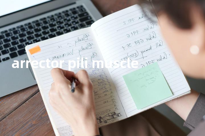 arrector pili muscle单词图解，单词释义场景配图