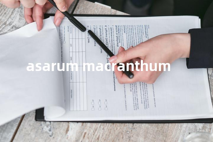 asarum macranthum单词图解，单词释义场景配图