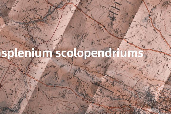 asplenium scolopendriums单词图解，单词释义场景配图