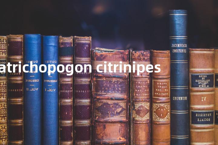 atrichopogon citrinipes单词图解，单词释义场景配图