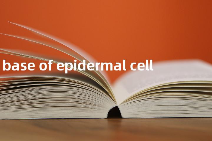 base of epidermal cell单词图解，单词释义场景配图