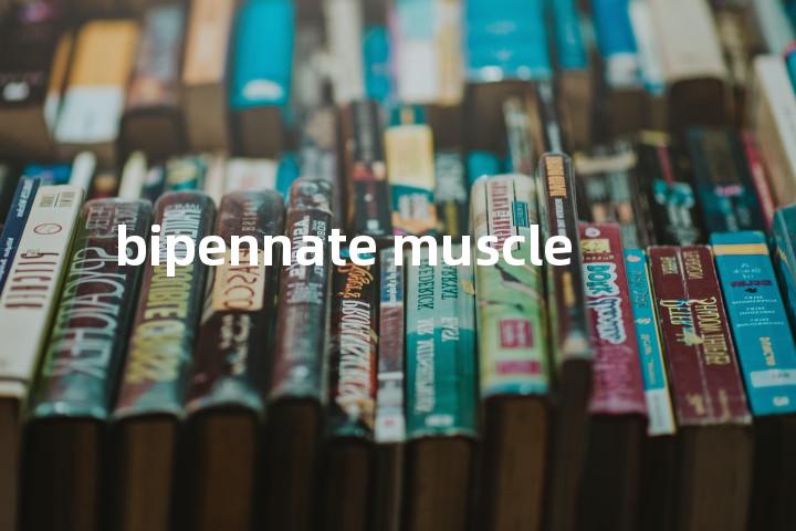 bipennate muscle单词图解，单词释义场景配图