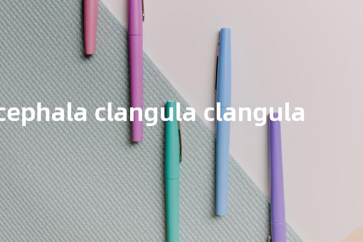 bucephala clangula clangula单词图解，单词释义场景配图